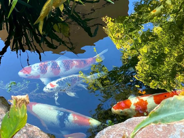 1516 Ivan Place, San Jose, CA 95120