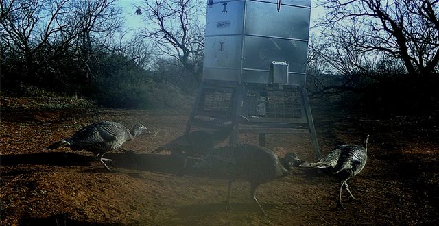 000 CR 121, Trent, TX 79561