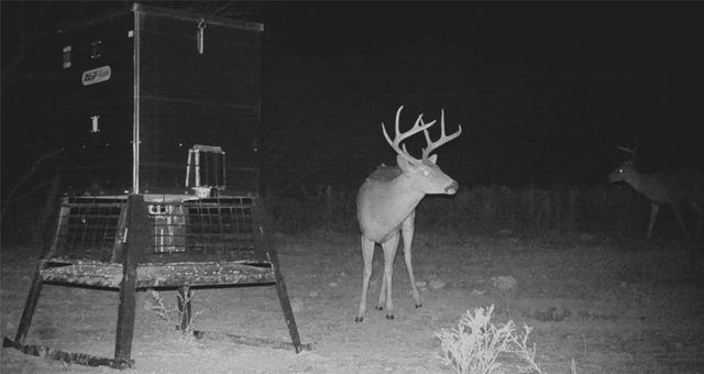 000 CR 121, Trent, TX 79561