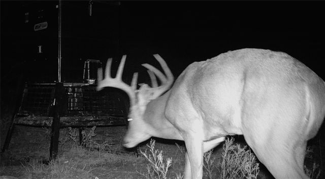 000 CR 121, Trent, TX 79561