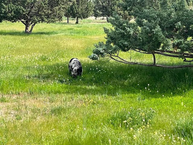 27847 Pine Creek Road, John Day, OR 97845
