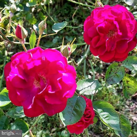 7410 DAKOTA AVE, Chesapeake Beach, MD 20732