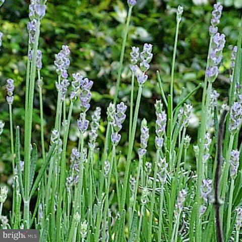 7410 DAKOTA AVE, Chesapeake Beach, MD 20732