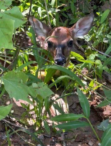 22709 Whippoorwill Lane, Springdale, AR 72762