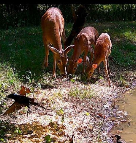 22709 Whippoorwill Lane, Springdale, AR 72762