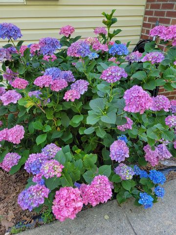 3105 Horseshoe Road, Appomattox, VA 24522