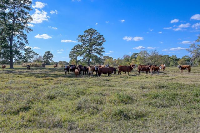 125 ACRES Spring Branch Road, Montgomery, TX 77316