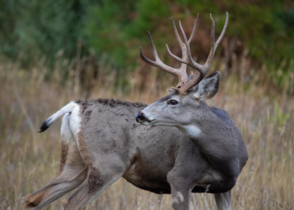 Nhn Cromwell Island Road, Dayton, MT 59914 photo 68
