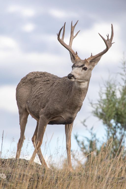 Nhn Cromwell Island Road, Dayton, MT 59914 photo 69