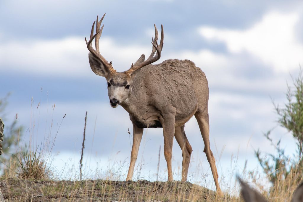 Nhn Cromwell Island Road, Dayton, MT 59914 photo 70