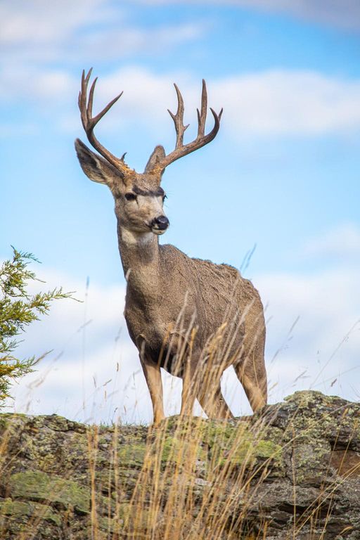 Nhn Cromwell Island Road, Dayton, MT 59914 photo 71