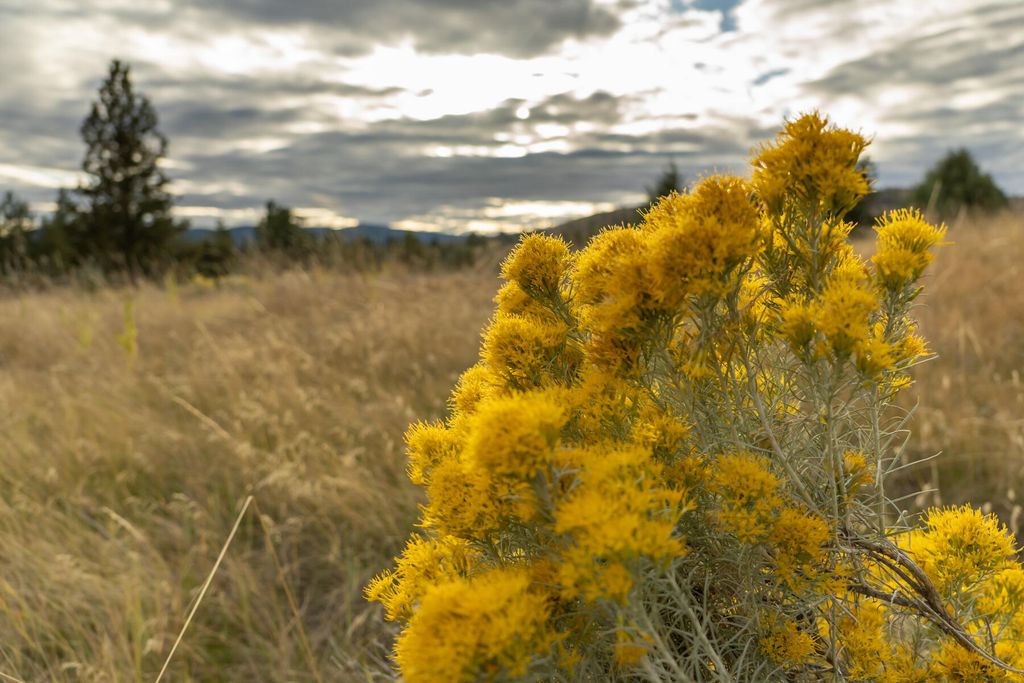 Nhn Cromwell Island Road, Dayton, MT 59914 photo 81