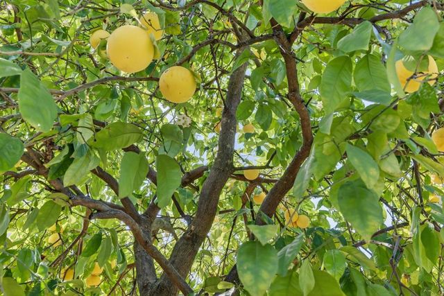 3620 E Country Club Ln, Sacramento, CA 95821