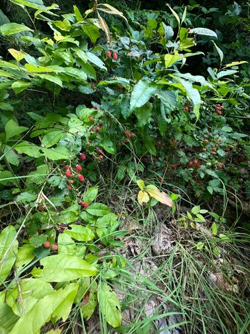 1030 Nada Tunnel Road, Stanton, KY 40380