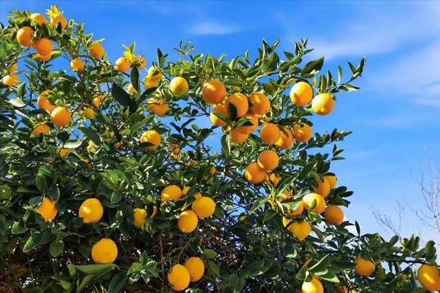 7109 Elba Way, Dublin, CA 94568