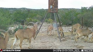 SD 630 CR 630, Rocksprings, TX 78880