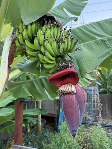 4736 N Vagedes Avenue, Fresno, CA 93705