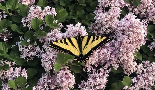 10240 Jenny Lynn Way, Elk Grove, CA 95757