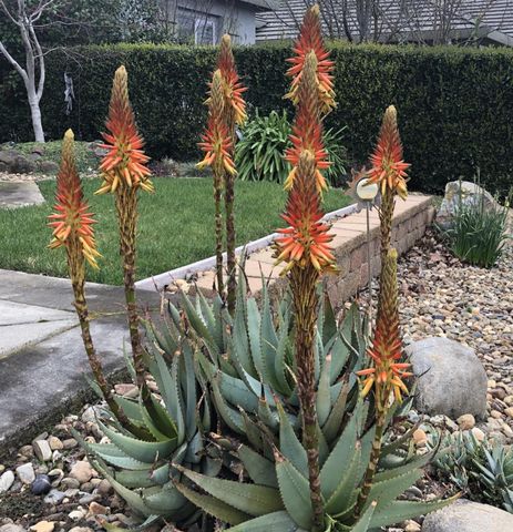 10240 Jenny Lynn Way, Elk Grove, CA 95757