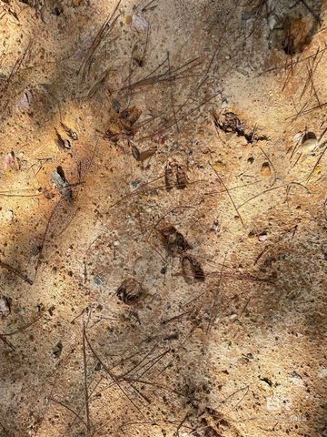 0 Bay Road, Foley, AL 36535