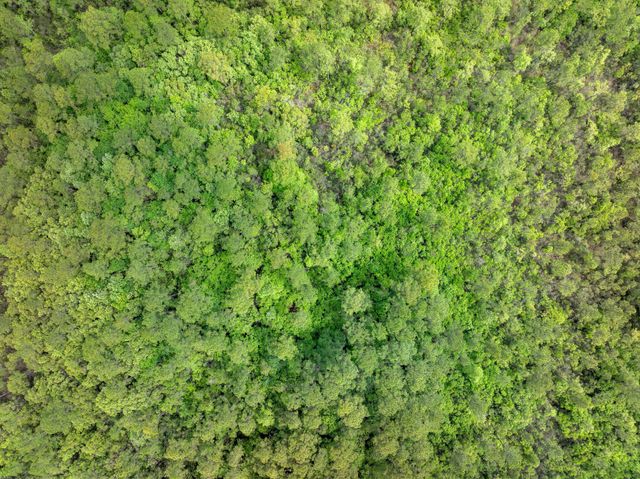 68 Acres Blue Wood Dr., Vancleave, MS 39565