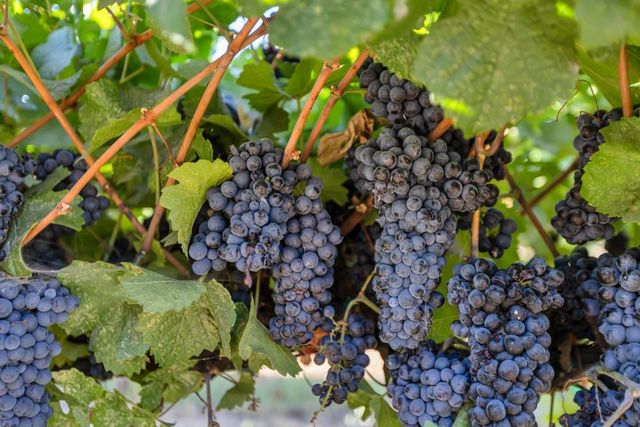 53140 S River Rd, Clarksburg, CA 95612