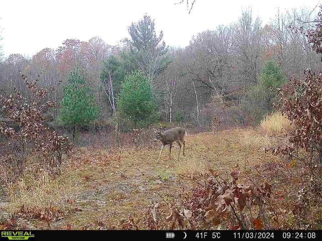11401 Little George Lake Road, Gladwin, MI 48624