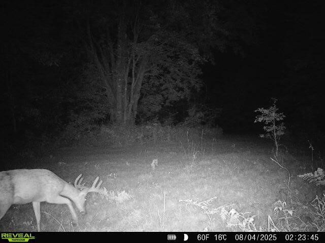 11401 Little George Lake Road, Gladwin, MI 48624