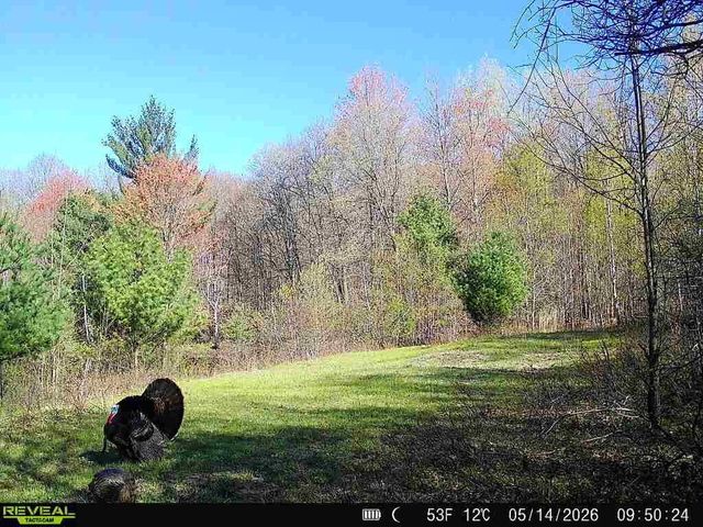 11401 Little George Lake Road, Gladwin, MI 48624