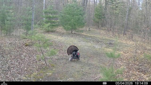 11401 Little George Lake Road, Gladwin, MI 48624