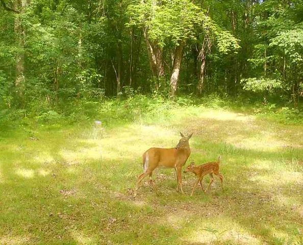 11401 Little George Lake Road, Gladwin, MI 48624