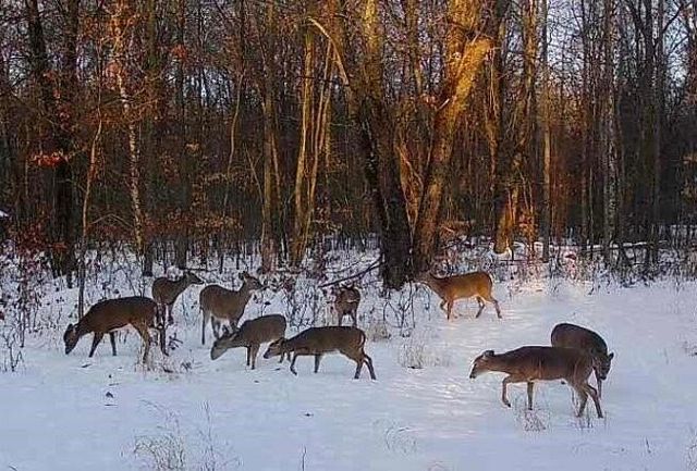 11401 Little George Lake Road, Gladwin, MI 48624