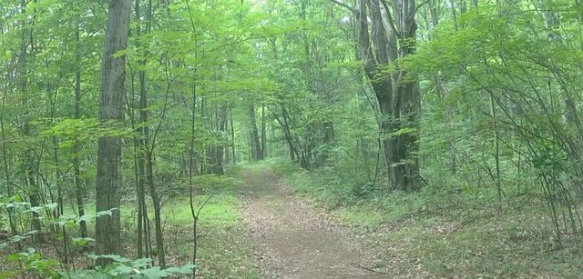 11401 Little George Lake Road, Gladwin, MI 48624
