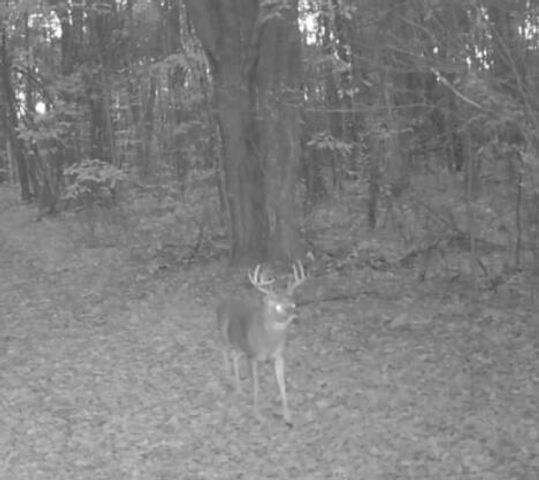 11401 Little George Lake Road, Gladwin, MI 48624