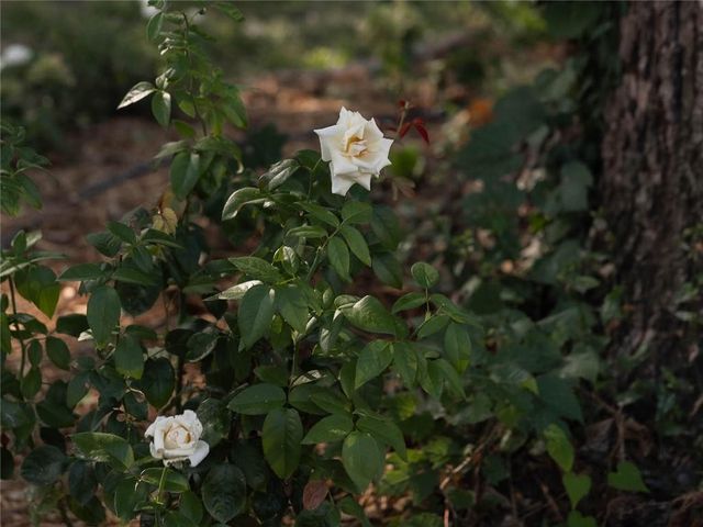 413 Sandusky Avenue, Kansas City, KS 66101