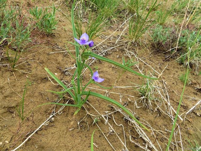 27925 Bambi Ave, Simla, CO 80835