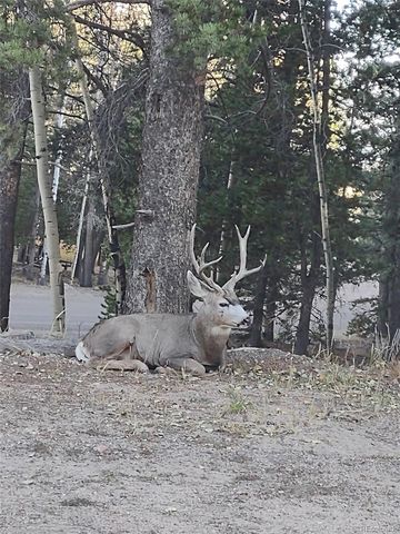 31320 Timothys Trail, Conifer, CO 80433