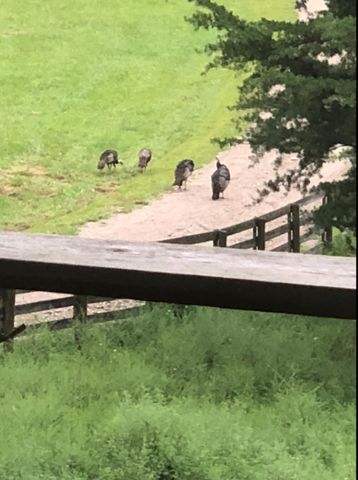 422 Kirk Lane, Tollesboro, KY 41189