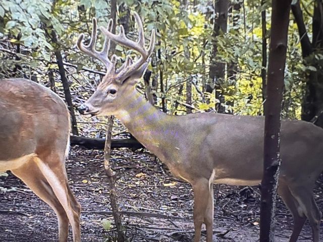 422 Kirk Lane, Tollesboro, KY 41189