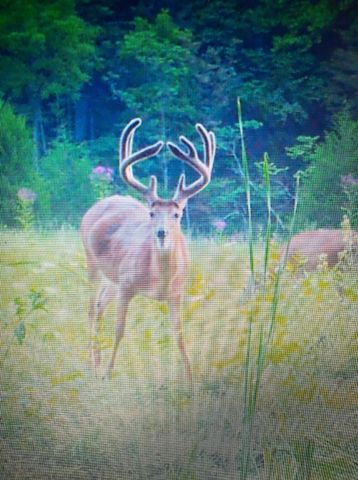 422 Kirk Lane, Tollesboro, KY 41189