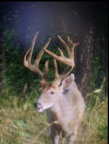 422 Kirk Lane, Tollesboro, KY 41189