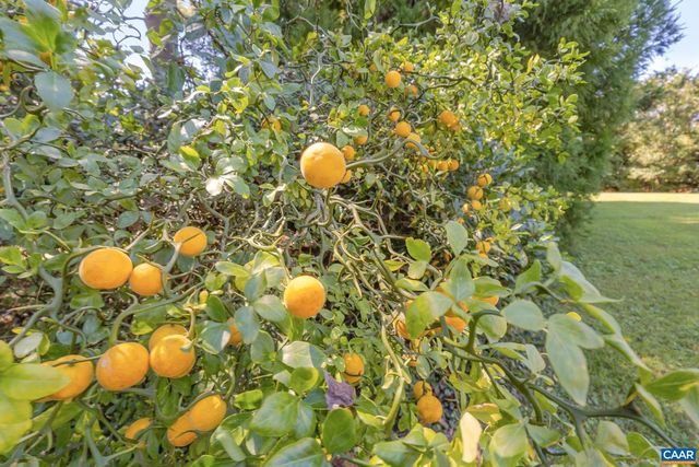 311 GLOUCESTER RD, Charlottesville, VA 22901