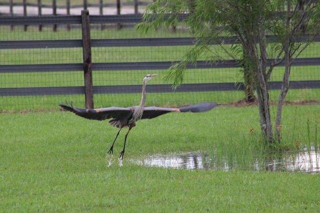 6610 Sprigg Street, Fulshear, TX 77441