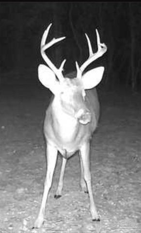 2779 Nelsontown Rd, Jay, FL 32565