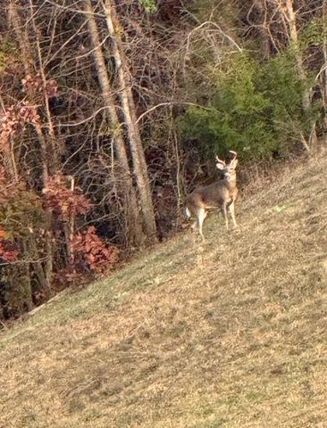 332 Harris Road SE, Old Fort, TN 37362