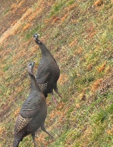 332 Harris Road SE, Old Fort, TN 37362