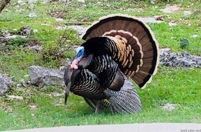 318 RIVER RIDGE, Boerne, TX 78006