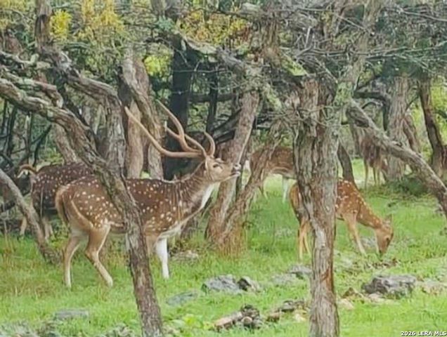 318 RIVER RIDGE, Boerne, TX 78006