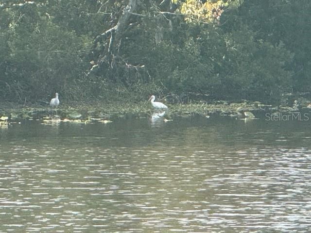 440 LAKEVIEW DRIVE, Oldsmar, FL 34677