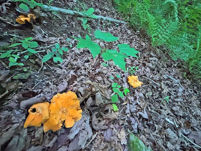 Lot 20 Mt. Springer Road, Ellijay, GA 30540